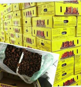 kurma golden vally herbal darussunnah
